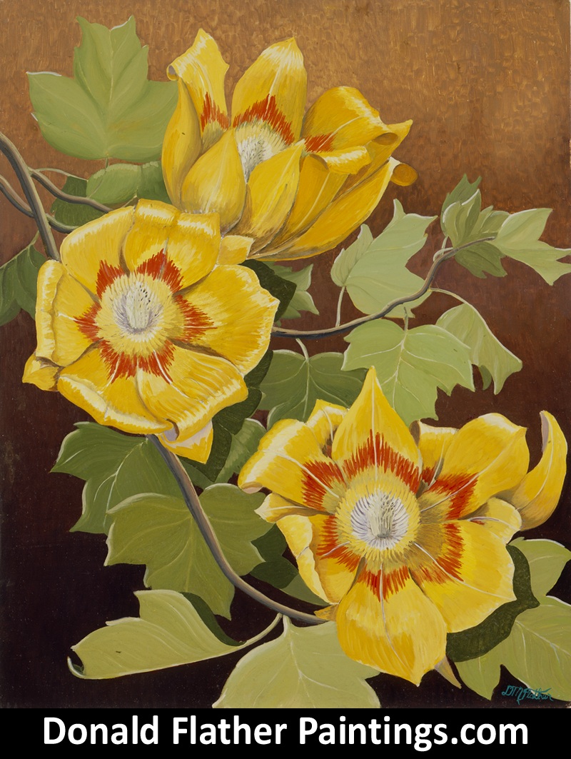 Dr. DM (Donald McIntosh) Flather original Canadian oil floral painting titled PFL52 Liriodendron Tulipifera and dated 1974-75
